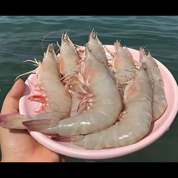 میگو منجمد کوچک برای انواع خوراک‌ ها